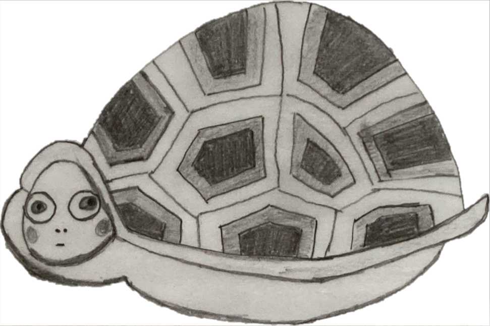 Schildpadm tekening
