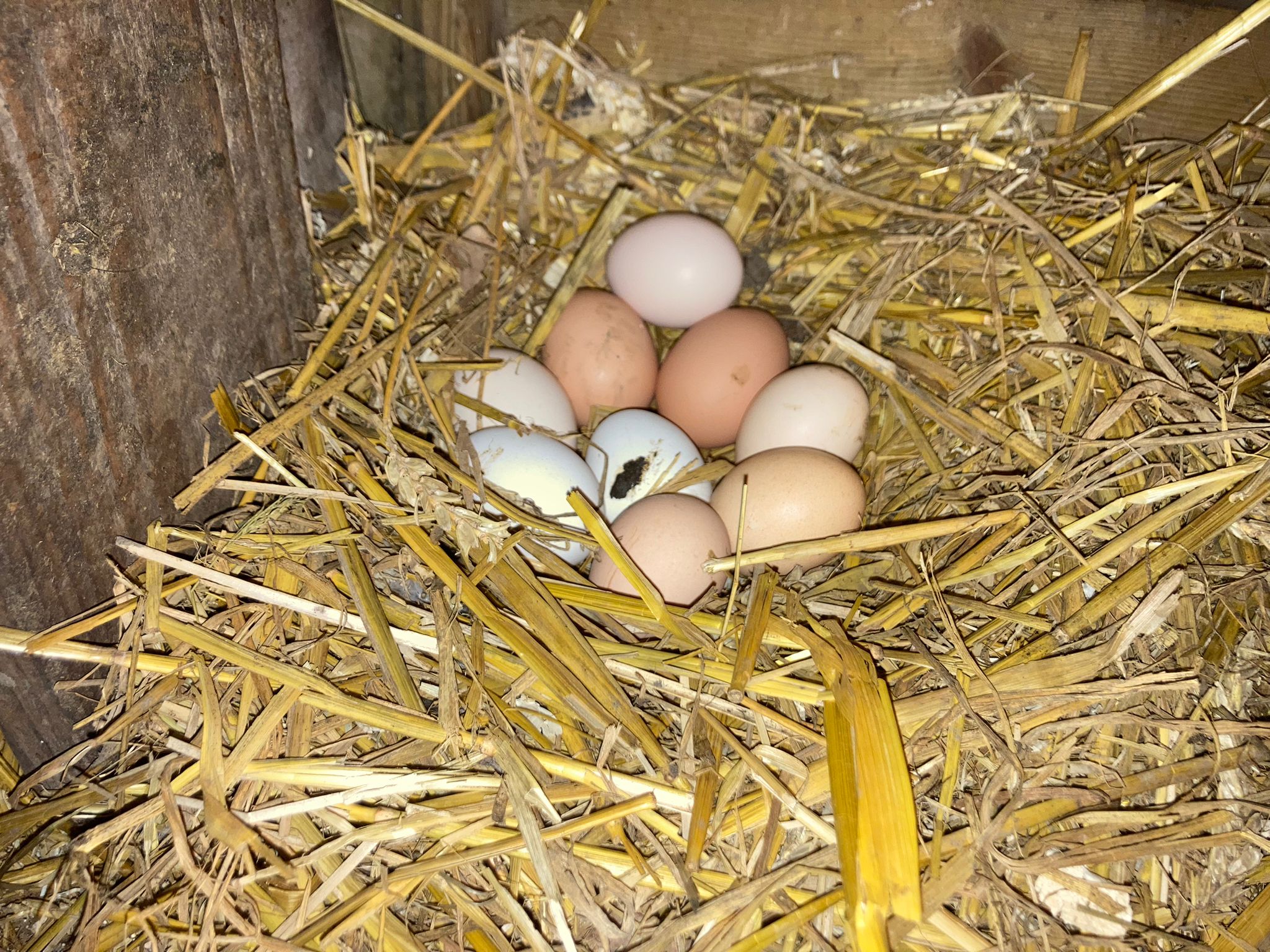 eieren van broedse kip1
