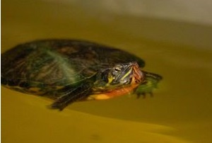 schildpad komt aanzwemmend1